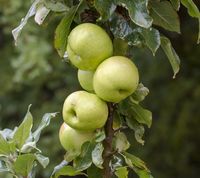 Grønne æbler - Greencats 